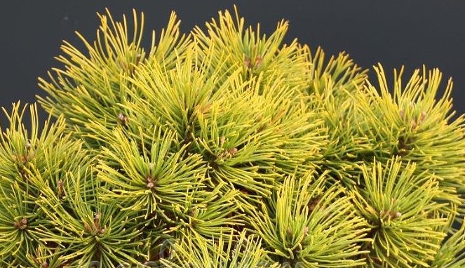 Сосна горная Винтерсонн